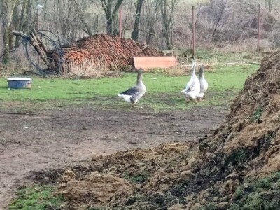 opegovac i načelnik iz Sv. Roka