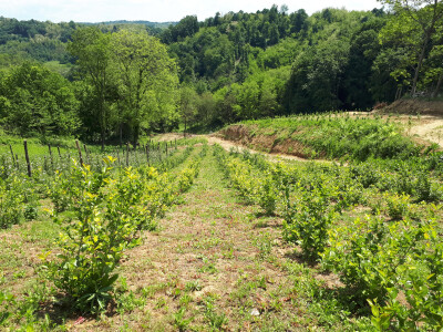 Sunčano vrijeme velik je saveznik u uzgoju voća Sunčano vrijeme velik je saveznik u uzgoju voća