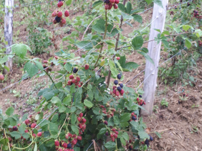 Plodovi u boji dokaz su rada Plodovi u boji dokaz su rada