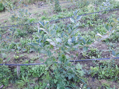 navodnjavanje je obavezno navodnjavanje je obavezno