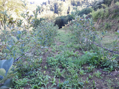 Voće je očuvano i zdravo Voće je očuvano i zdravo