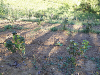 Vodi se briga o svakom nasadu Vodi se briga o svakom nasadu