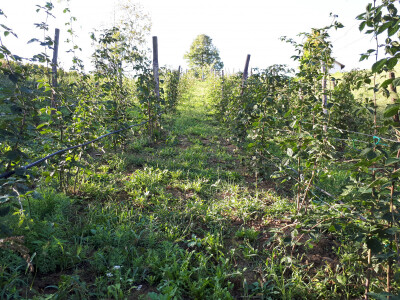 Zdrava priroda prelijep je prizor Zdrava priroda prelijep je prizor