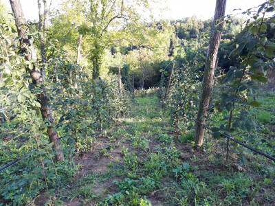 Uzgoj bobičastog voća je dugotrajan proces Uzgoj bobičastog voća je dugotrajan proces