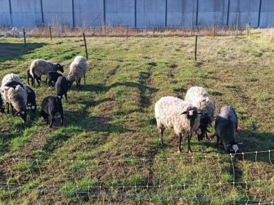 OPG Adanić OPG Adanić