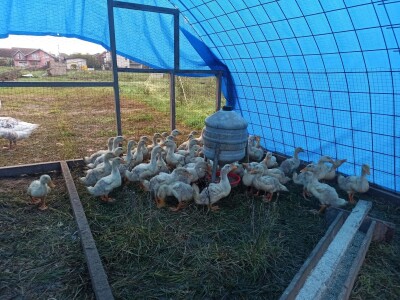 OPG Adanić OPG Adanić