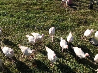 OPG Adanić OPG Adanić