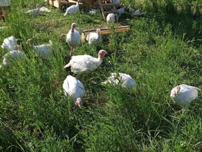 OPG Adanić OPG Adanić