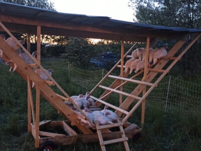 OPG Adanić OPG Adanić