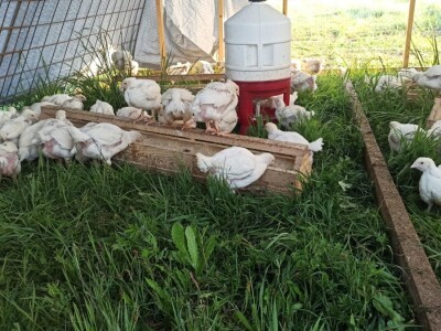 OPG Adanić OPG Adanić