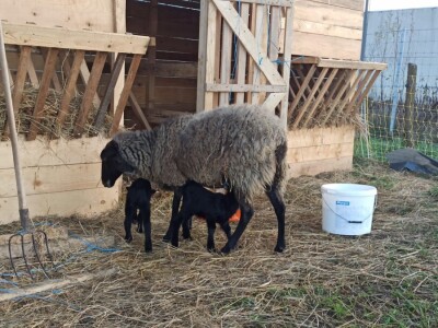 OPG Adanić OPG Adanić