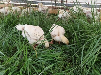 OPG Adanić OPG Adanić