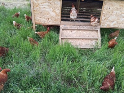 OPG Adanić OPG Adanić