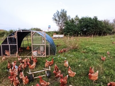 OPG Adanić OPG Adanić