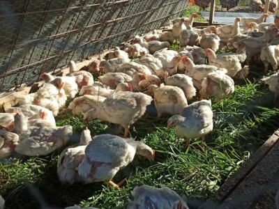 OPG Adanić OPG Adanić