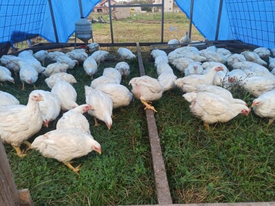 OPG Adanić OPG Adanić