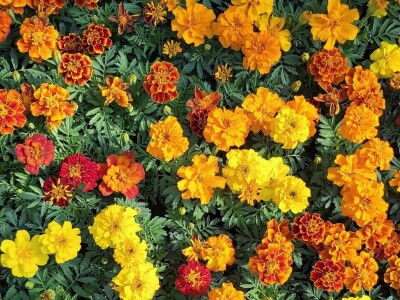 OPG Adžić Dračevac Ninski