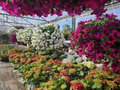 OPG Adžić Dračevac Ninski