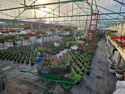 OPG Adžić Dračevac Ninski