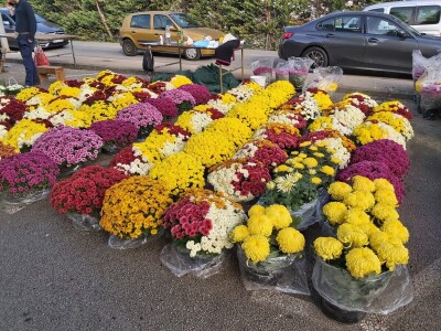 OPG Adžić Dračevac Ninski