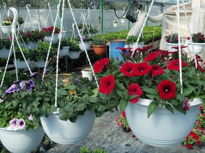 OPG Adžić Dračevac Ninski