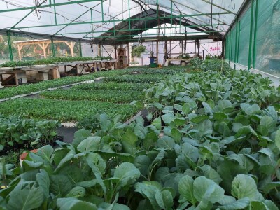 OPG Adžić Dračevac Ninski