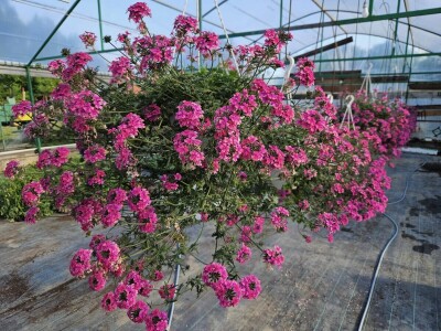 OPG Adžić Dračevac Ninski