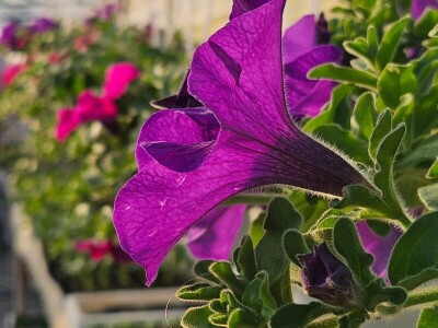 OPG Adžić Dračevac Ninski