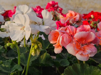 OPG Adžić Dračevac Ninski