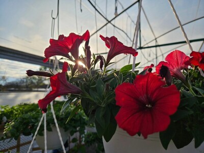 OPG Adžić Dračevac Ninski