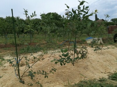 OPG Albina Kovačić