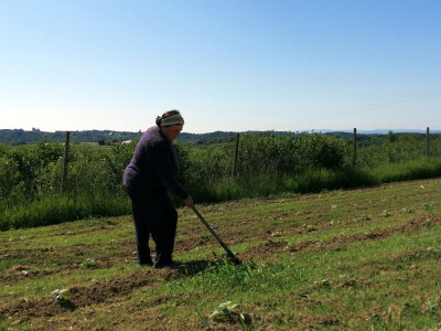 OPG Albina Kovačić