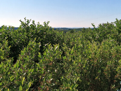 OPG Albina Kovačić