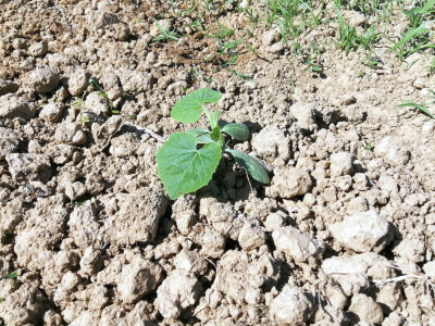 OPG Albina Kovačić