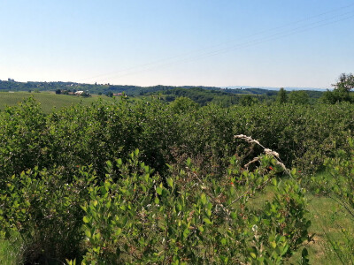 OPG Albina Kovačić