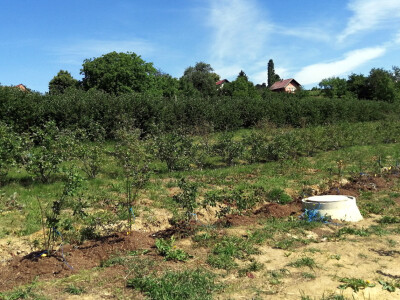 OPG Albina Kovačić