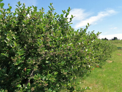 OPG Albina Kovačić