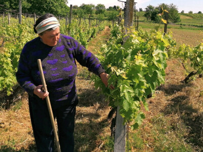 OPG Albina Kovačić