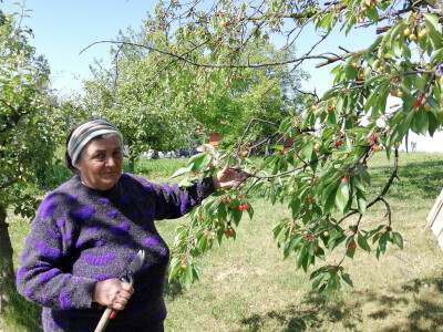 OPG Albina Kovačić
