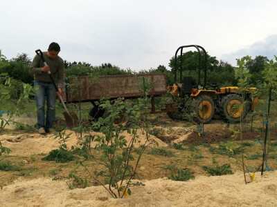 OPG Albina Kovačić