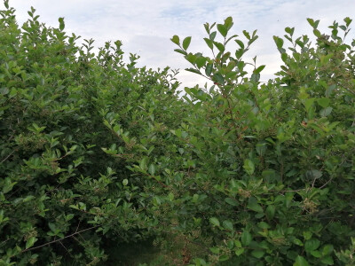 OPG Albina Kovačić