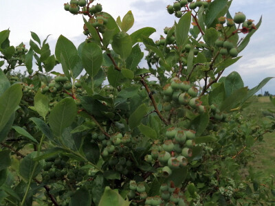 OPG Albina Kovačić