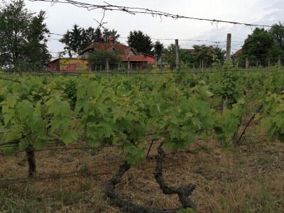 OPG Albina Kovačić