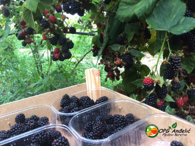 Bobičasto voće je zdravo Bobičasto voće je zdravo