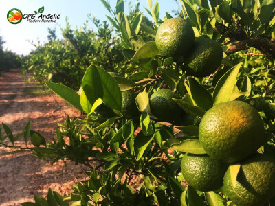 Mandarine u suncu Mandarine u suncu