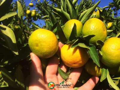 Zdrave mandarine- oldika prave prirode Zdrave mandarine- oldika prave prirode