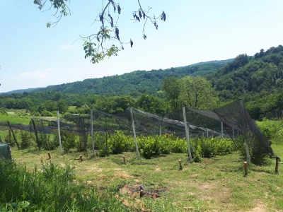 OPG Andrašević