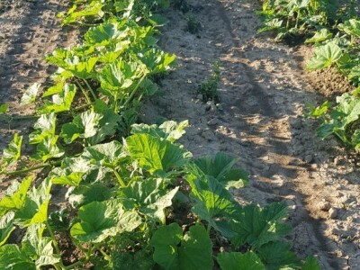 OPG ANDREJA PETROVIĆ