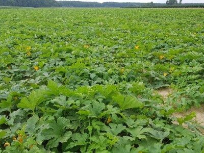 OPG ANDREJA PETROVIĆ