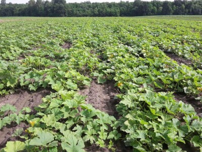 OPG ANDREJA PETROVIĆ